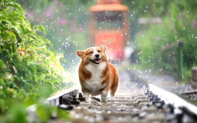 Lever din hund af menneskemad? 5 ting du skal bruge til hunden
